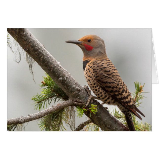 VS, staat Washington. Mannelijke Northern Flicker  (Voorkant Horizontaal)