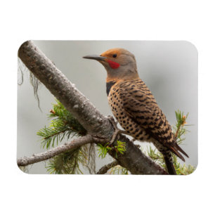 VS, staat Washington. Mannelijke Northern Flicker Magneet