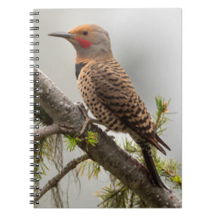 VS, staat Washington. Mannelijke Northern Flicker Notitieboek