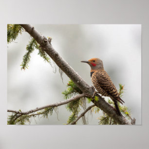 VS, staat Washington. Mannelijke Northern Flicker  Poster
