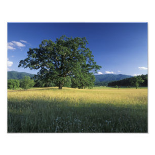 VS, Tennessee. Great Smokey Mountains 2 Foto Afdruk