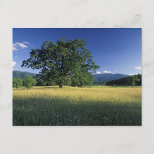 VS, Tennessee. Great Smokey Mountains 3 Briefkaart