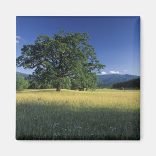 VS, Tennessee. Great Smokey Mountains 3 Magneet