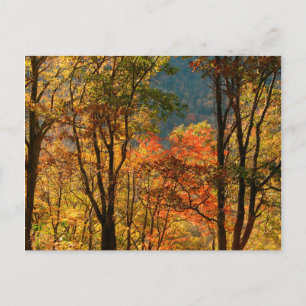 VS, Tennessee. Herfst Foliage Briefkaart