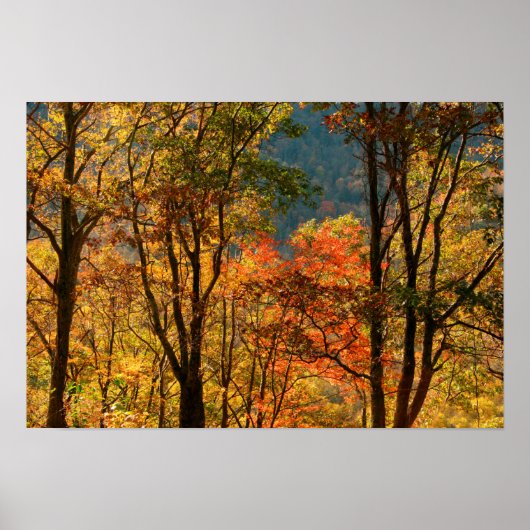 VS, Tennessee. Herfst Foliage Poster (Voorkant)