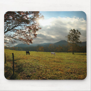 VS, Tennessee. Paarden in Cades Cove-vallei Muismat