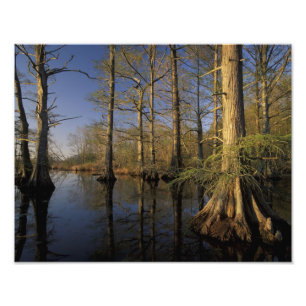 VS, Tennessee. Reelfoot National Wildlife Foto Afdruk