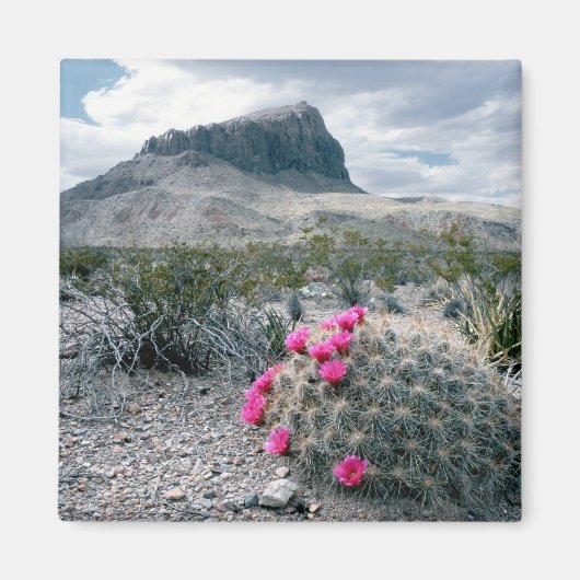 VS, Texas, Big Bend National Park. Blooming Magneet (Voorkant)