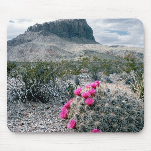 VS, Texas, Big Bend National Park. Blooming Muismat (Voorkant)