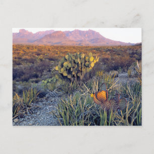 VS, Texas, Big Bend NP. Een zanderige roze schemer Briefkaart