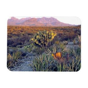 VS, Texas, Big Bend NP. Een zanderige roze schemer Magneet