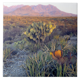 VS, Texas, Big Bend NP. Een zanderige roze schemer Tegeltje