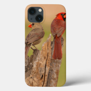 VS, Texas, Hidalgo County. Kardinaal haar iPhone 13 Hoesje