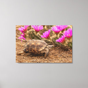 VS, Texas, Hidalgo County. Landschildpad Canvas Afdruk
