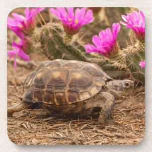 VS, Texas, Hidalgo County. Landschildpad Drankjes Onderzetter