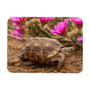 VS, Texas, Hidalgo County. Landschildpad Magneet