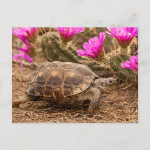 VS, Texas, Hidalgo County. Tortoise Briefkaart