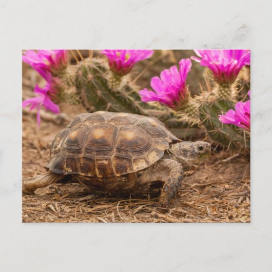 VS, Texas, Hidalgo County. Tortoise Briefkaart (Voorkant)