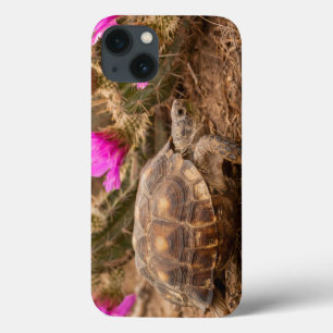 VS, Texas, Hidalgo County. Tortoise iPhone 13 Hoesje