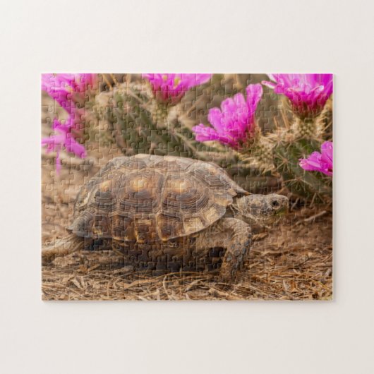 VS, Texas, Hidalgo County. Tortoise Legpuzzel (Horizontaal)