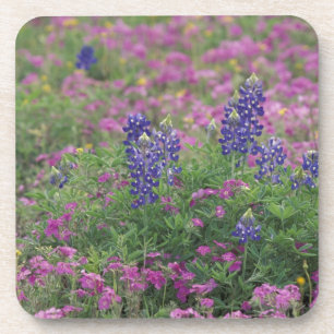 VS, Texas Hill Country. Bluebonnets onder phlox Bier Onderzetter