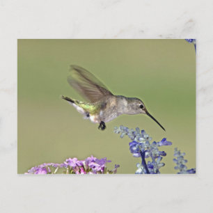 VS, Texas, Hill Country. Vrouw met zwarte inkt Briefkaart