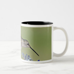 VS, Texas, Hill Country. Vrouwelijke zwartkeelkoli Tweekleurige Koffiemok