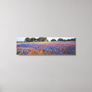 VS, Texas, Llano. Bluebonnets en redbonnets Canvas Afdruk