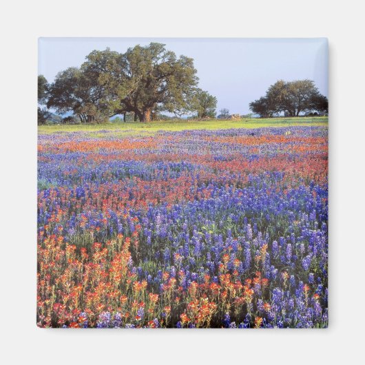 VS, Texas, Llano. Bluebonnets en redbonnets Magneet (Voorkant)