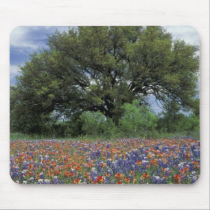 VS, Texas, Marble Falls Paintbrush en Muismat