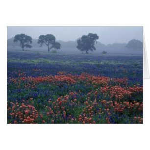 VS, Texas, nabij Lytle Fog, eiken, blauwe klokjes