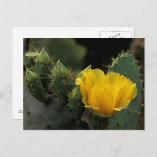 VS, Texas, Prickly Pear Cactus in bloom. Briefkaart (Voorkant / Achterkant)