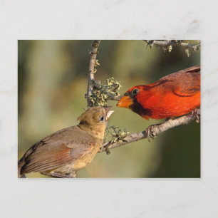 VS, Texas, Rio Grande Valley, McAllen. Med Briefkaart