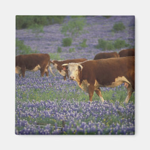 VS, Texas, Texas Hill Country, Hereford Magneet