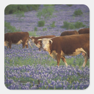 VS, Texas, Texas Hill Country, Hereford Vierkante Sticker