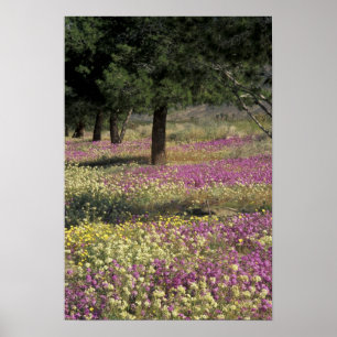 VS, Texas, Zand Verbena en Brown-eyed Poster