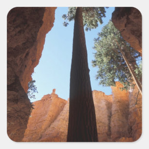 VS, Utah, Bryce Canyon National Park. Hoge Vierkante Sticker