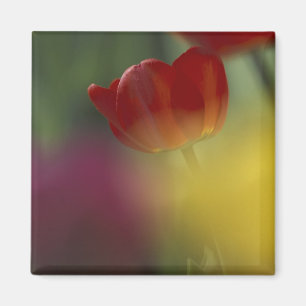 VS, Utah, Cache Valley Tulpen in een tuin Magneet