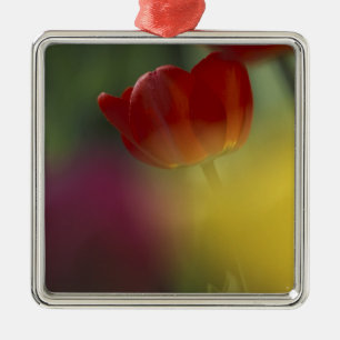 VS, Utah, Cache Valley Tulpen in een tuin Metalen Ornament