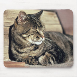 VS, Utah, Capitol Reef NP. Slapende tabby kat Muismat