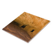 VS, Utah, Cedar Mesa, Mule Canyon. Sandsteen Tegeltje (Zijkant)