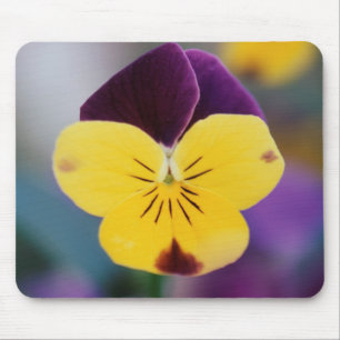 VS, Utah, Close-up van Viola tricolor in tuin Muismat
