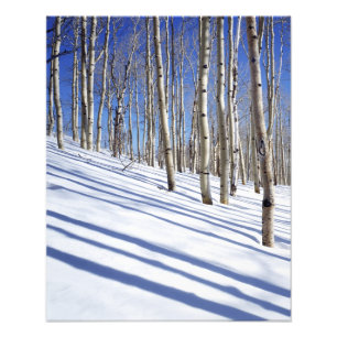 VS, Utah, Dixie National Forest, Aspen Grove Foto Afdruk