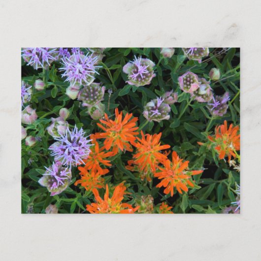 VS, Utah, Uinta-Wasatch-Cache National Forest 3 Briefkaart (Voorkant)