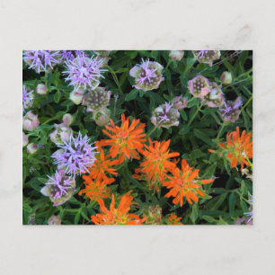 VS, Utah, Uinta-Wasatch-Cache National Forest 3 Briefkaart