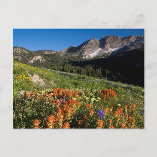 VS, Utah, Uinta-Wasatch-Cache National Forest Briefkaart (Voorkant)