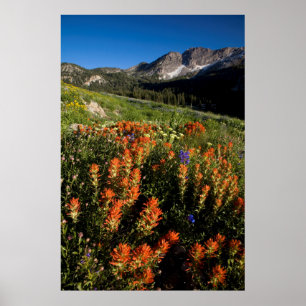VS, Utah, Uinta-Wasatch-Cache National Forest Poster