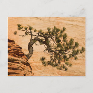VS, Utah, Zion National Park. Pijnboom Briefkaart