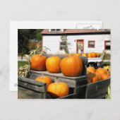 VS, Vermont. Pompoenen Briefkaart (Voorkant / Achterkant)