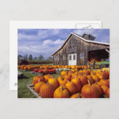 VS, Vermont, Shelbourne, Pumpkins Briefkaart (Voorkant / Achterkant)